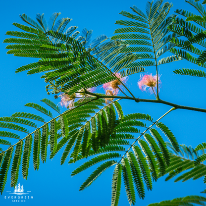 Mimosa Tree Seeds (Albizia julibrissin)