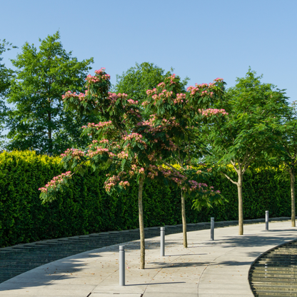 Mimosa Tree Seeds (Albizia julibrissin)