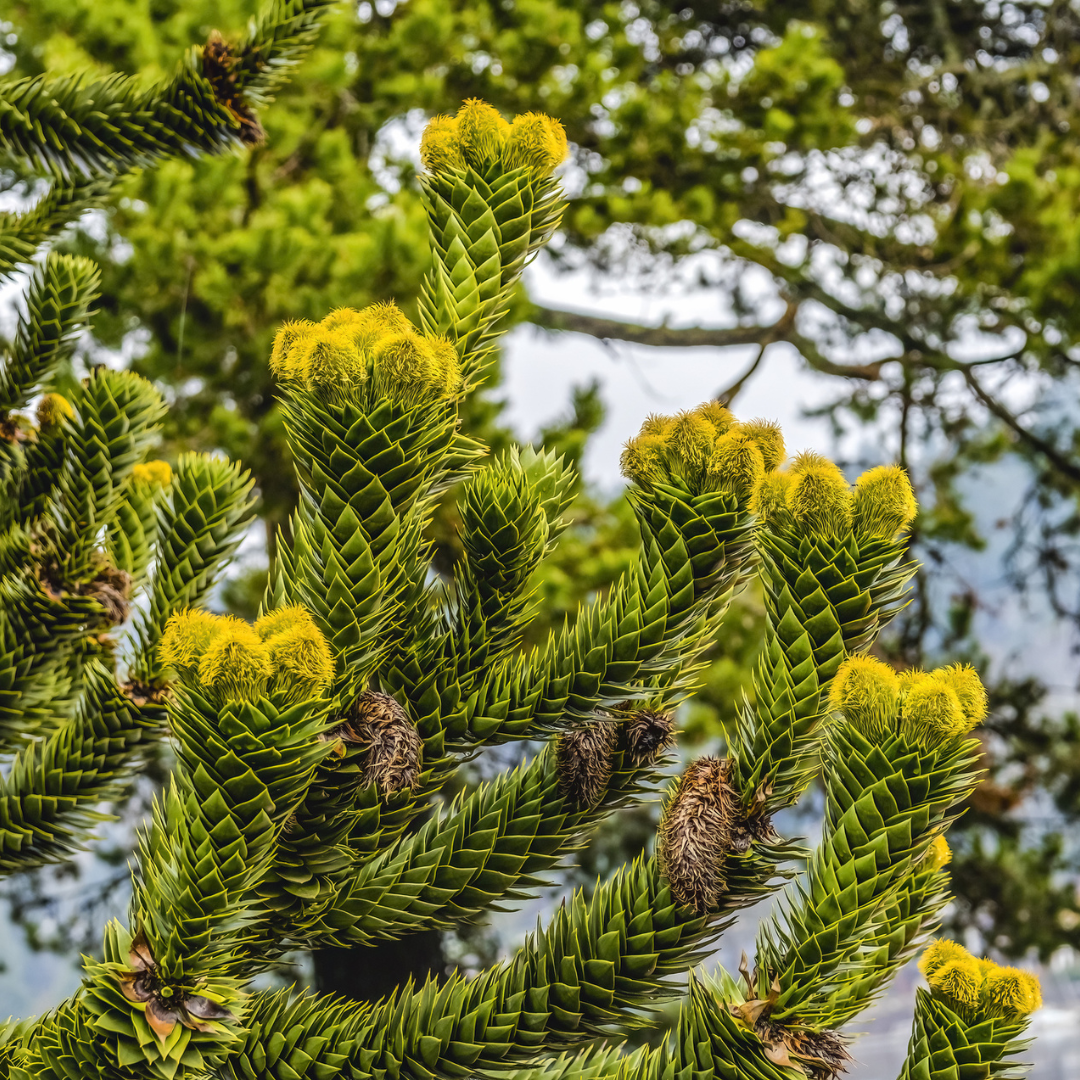 Monkey Puzzle Tree Seeds (Araucaria araucana)