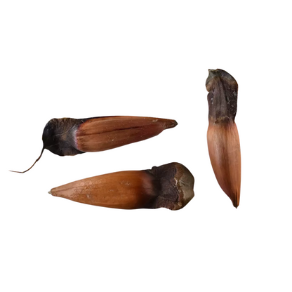 Monkey Puzzle Tree Seeds (Araucaria araucana)