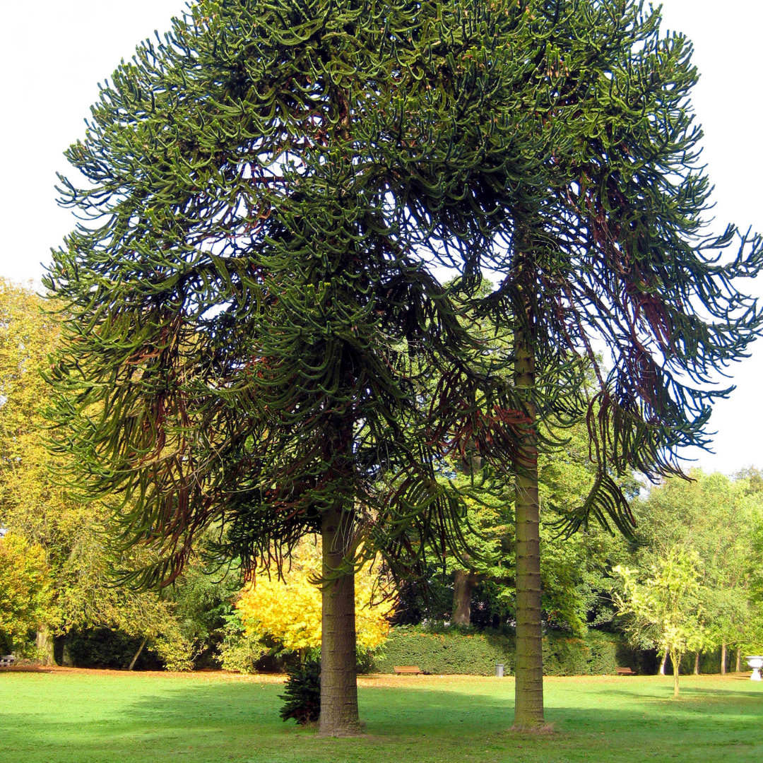 Monkey Puzzle Tree Seeds (Araucaria araucana)