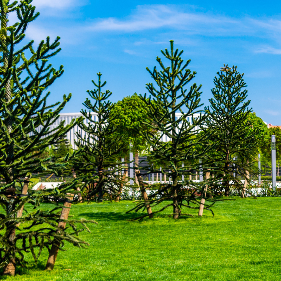Monkey Puzzle Tree Seeds (Araucaria araucana)