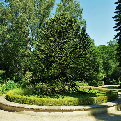 Monkey Puzzle Tree Seeds (Araucaria araucana)