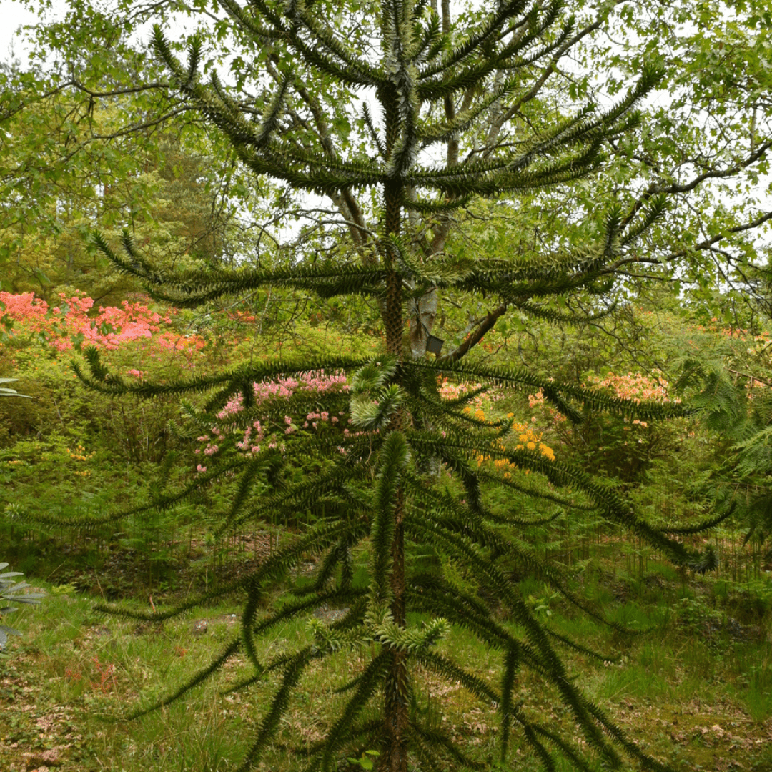 Monkey Puzzle Tree Seeds | Rare Araucaria araucana – Evergreen Seed Co.
