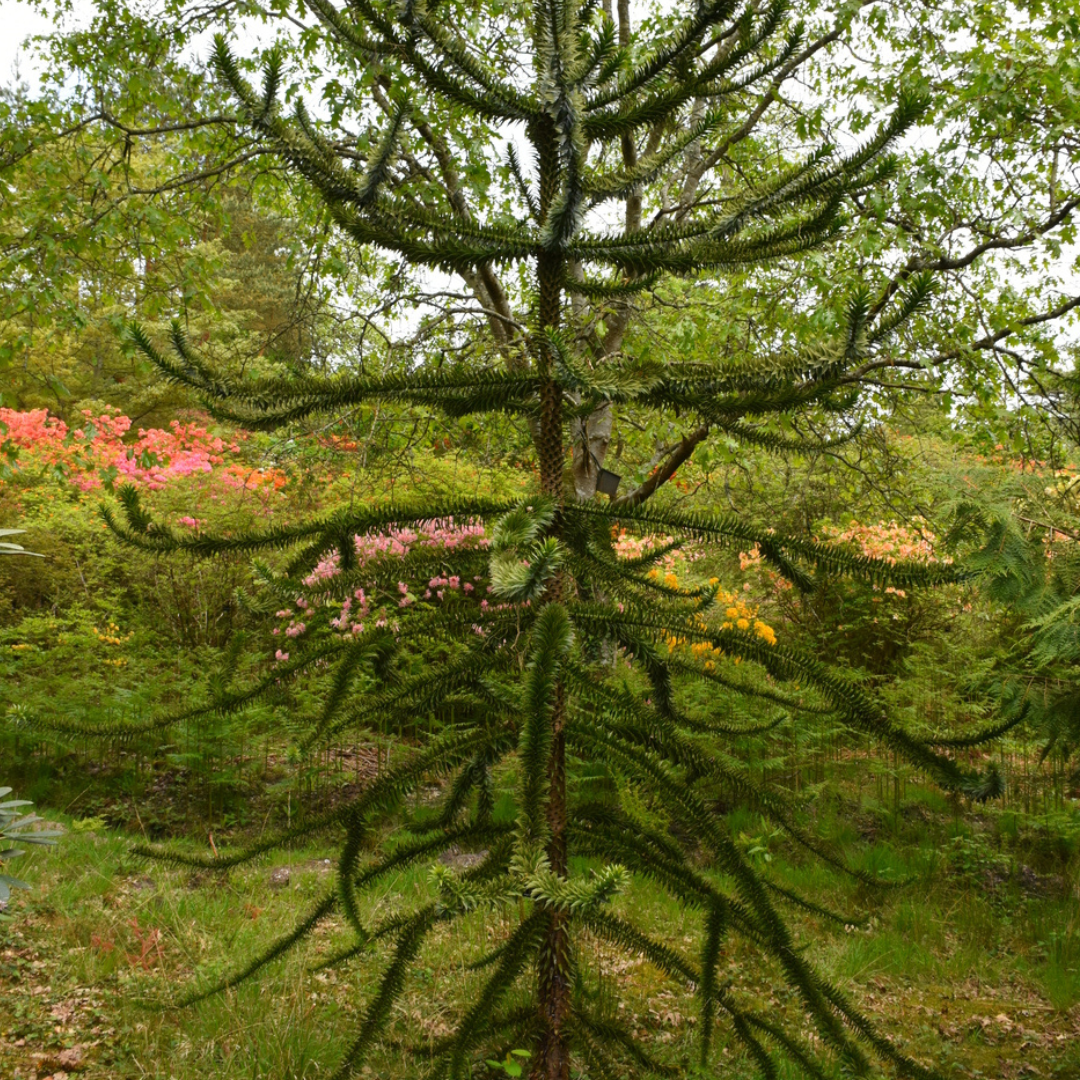 Monkey Puzzle Tree Seeds (Araucaria araucana)