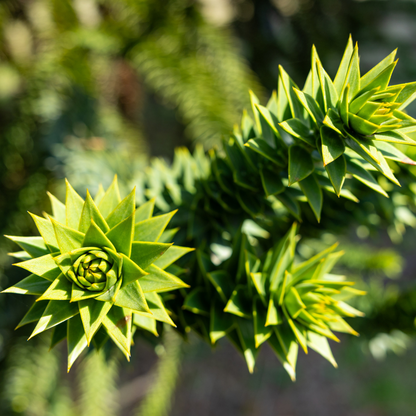 Monkey Puzzle Tree Seeds (Araucaria araucana)