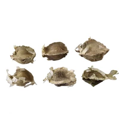 Moringa Tree Seeds (Moringa oleifera)