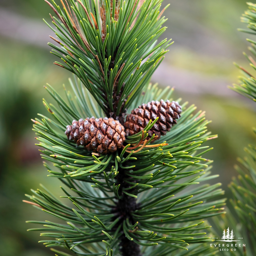 Mugo Pine Tree Seeds (Pinus mugo)