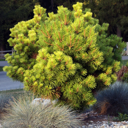 Mugo Pine Tree Seeds (Pinus mugo)