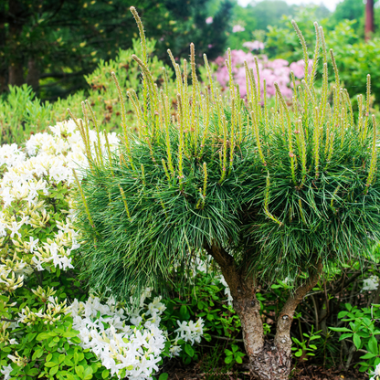 Mugo Pine Tree Seeds (Pinus mugo)