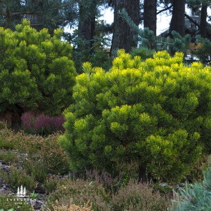 Mugo Pine Tree Seeds (Pinus mugo)