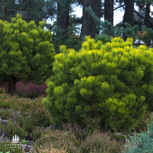 Mugo Pine Tree Seeds (Pinus mugo)