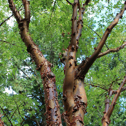 Paperbark Maple Tree Seeds (Acer griseum)