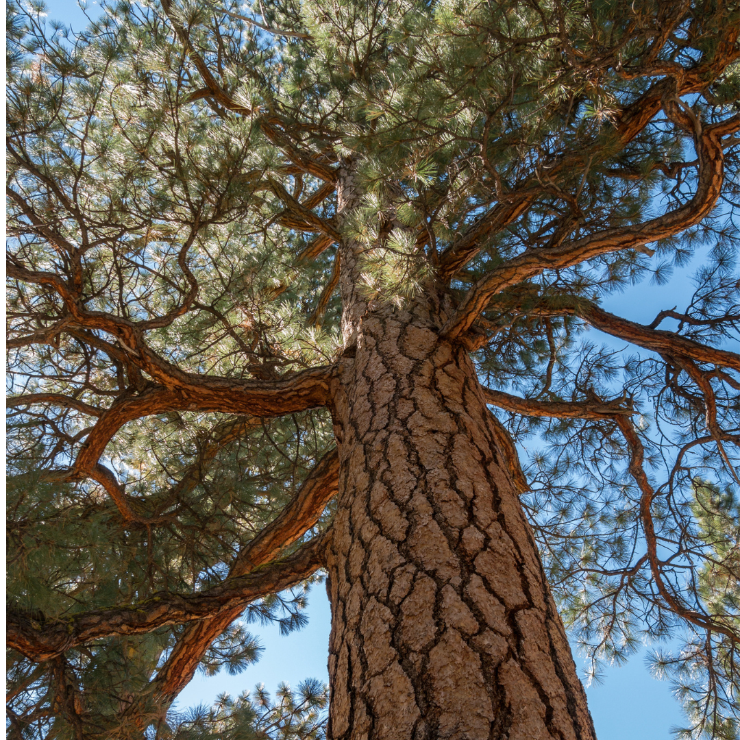Ponderosa Pine Tree Seeds (Pinus ponderosa)
