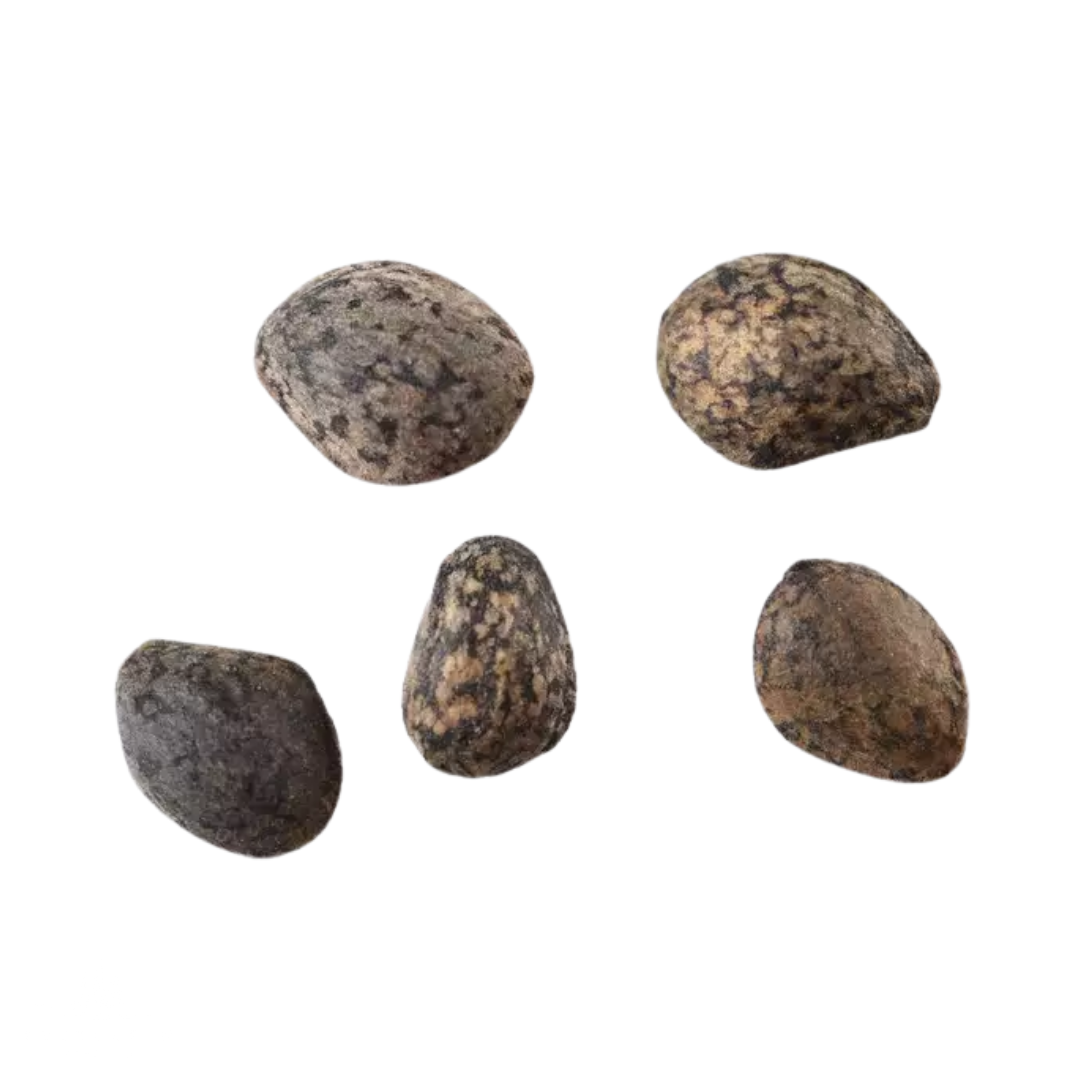 Ponderosa Pine Tree Seeds (Pinus ponderosa)