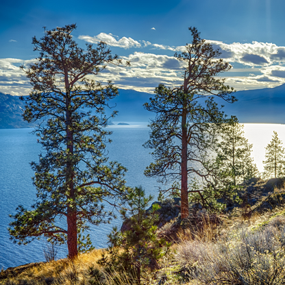Ponderosa Pine Tree Seeds (Pinus ponderosa)