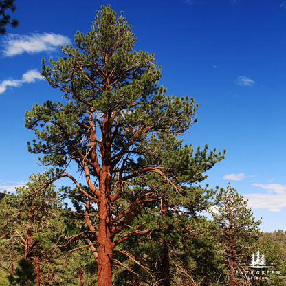 Ponderosa Pine Tree Seeds (Pinus ponderosa)