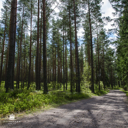 Ponderosa Pine Tree Seeds (Pinus ponderosa)