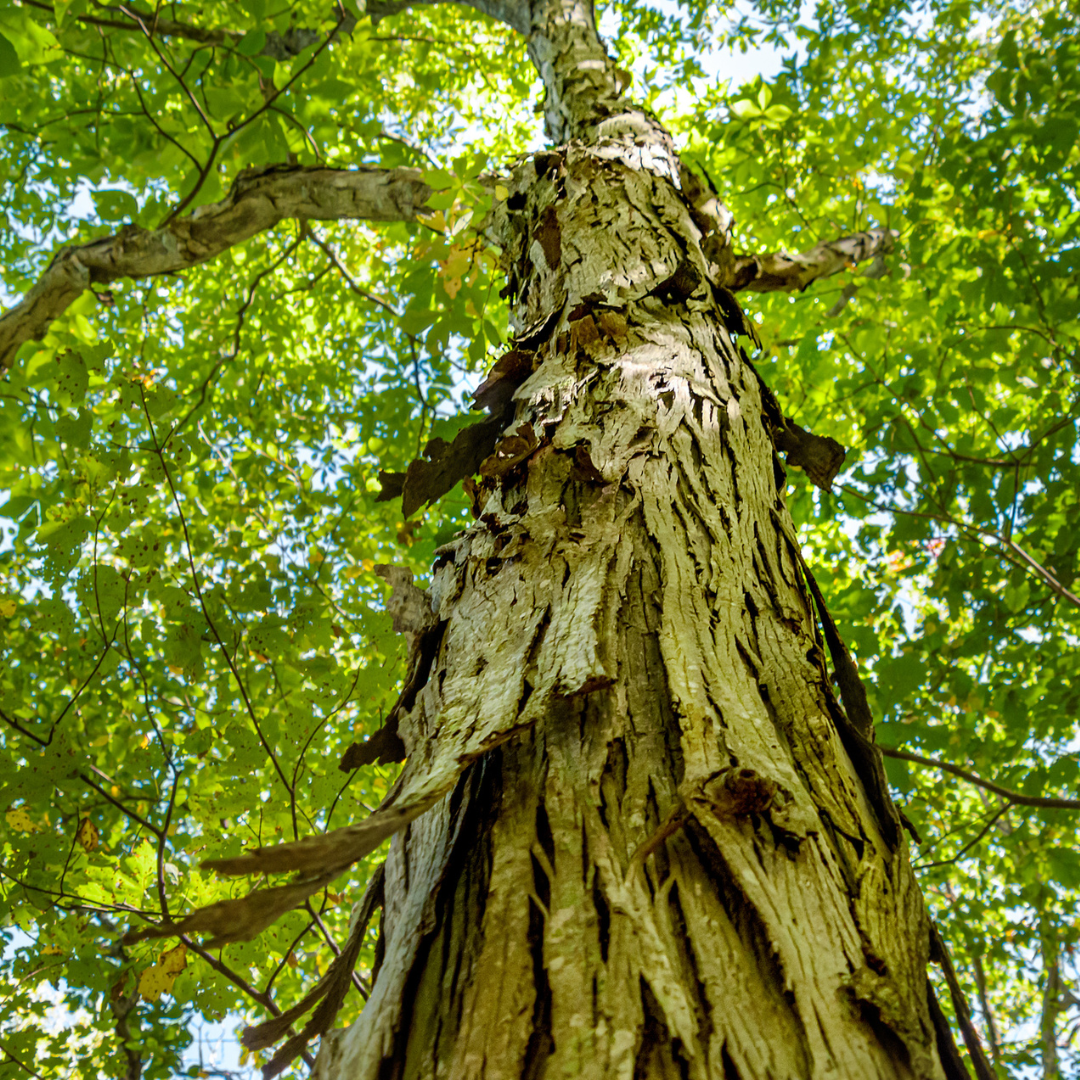 Shellbark Tree Shagbark Hickory Tree Seeds — Carya ovata | Hardy Native Nut Tree ...