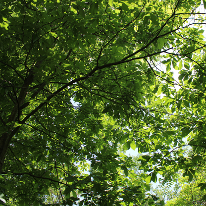Shagbark Hickory Tree Seeds (Carya ovata)