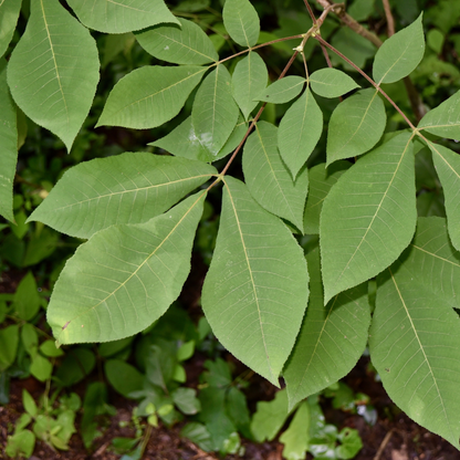 Shagbark Hickory Tree Seeds (Carya ovata)