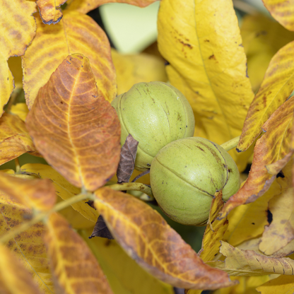 Shagbark Hickory Tree Seeds (Carya ovata)