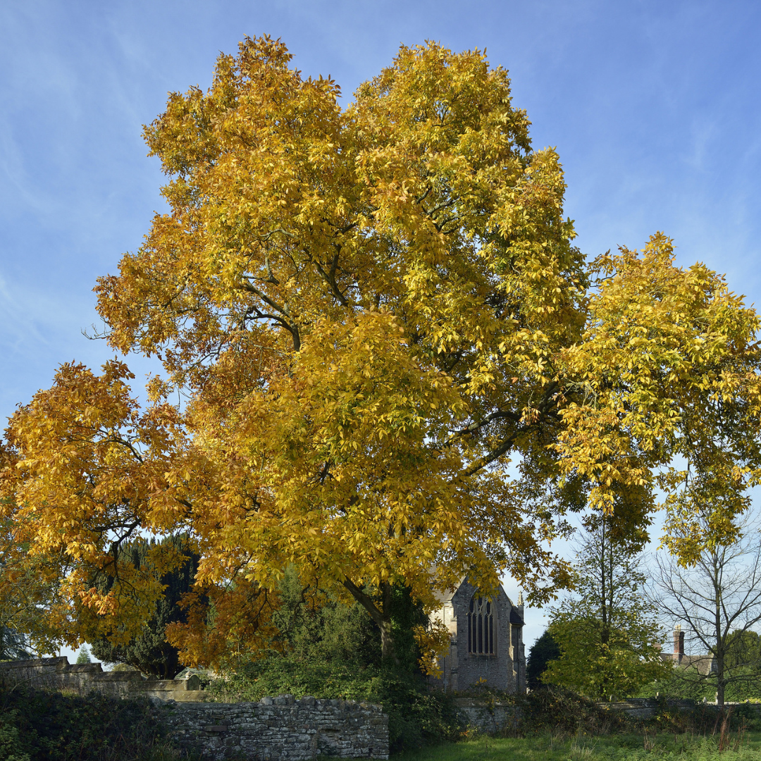 Shagbark Hickory Tree Seeds (Carya ovata)