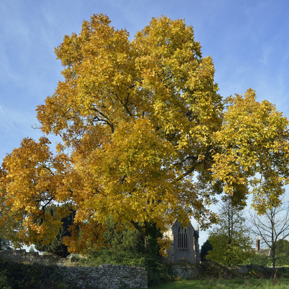 Shagbark Hickory Tree Seeds (Carya ovata)