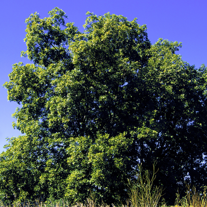 Shagbark Hickory Tree Seeds (Carya ovata)