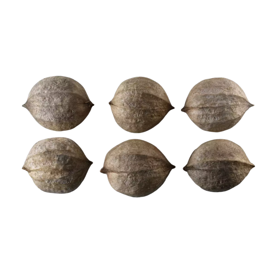 Shagbark Hickory Tree Seeds (Carya ovata)