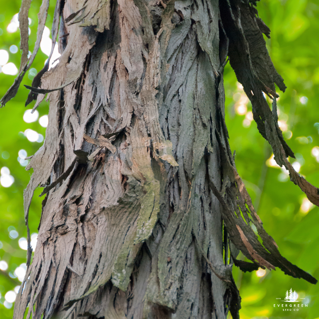 Shagbark Hickory Tree Seeds (Carya ovata)