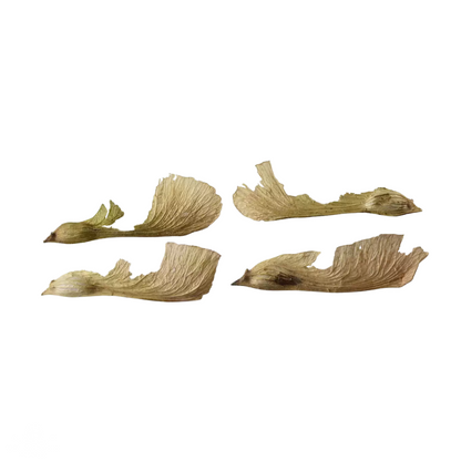 Silver Maple Tree Seeds (Acer saccharinum)
