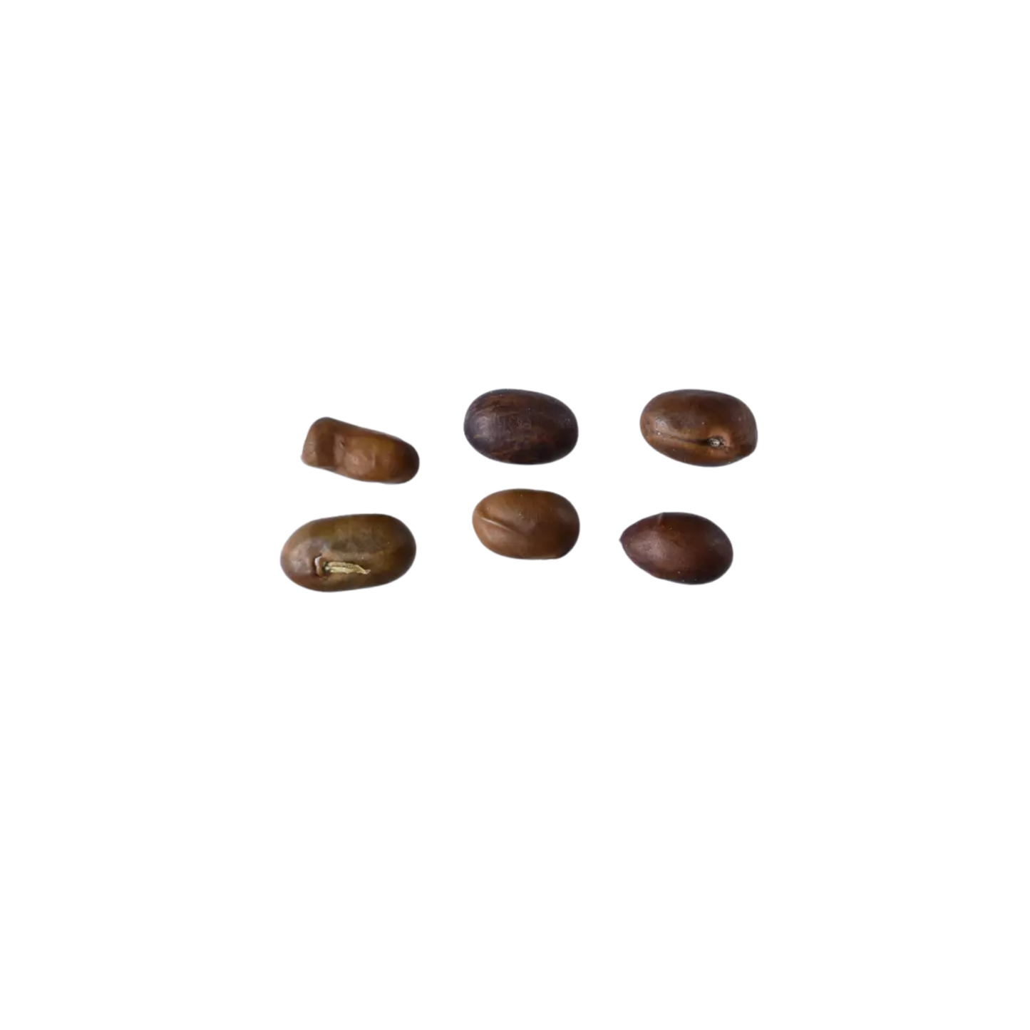 Siberian Pea Tree Tree Seeds | Siberian Peashrub | (Caragana arborescens)