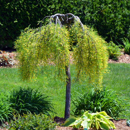 Siberian Pea Tree Tree Seeds | Siberian Peashrub | (Caragana arborescens)