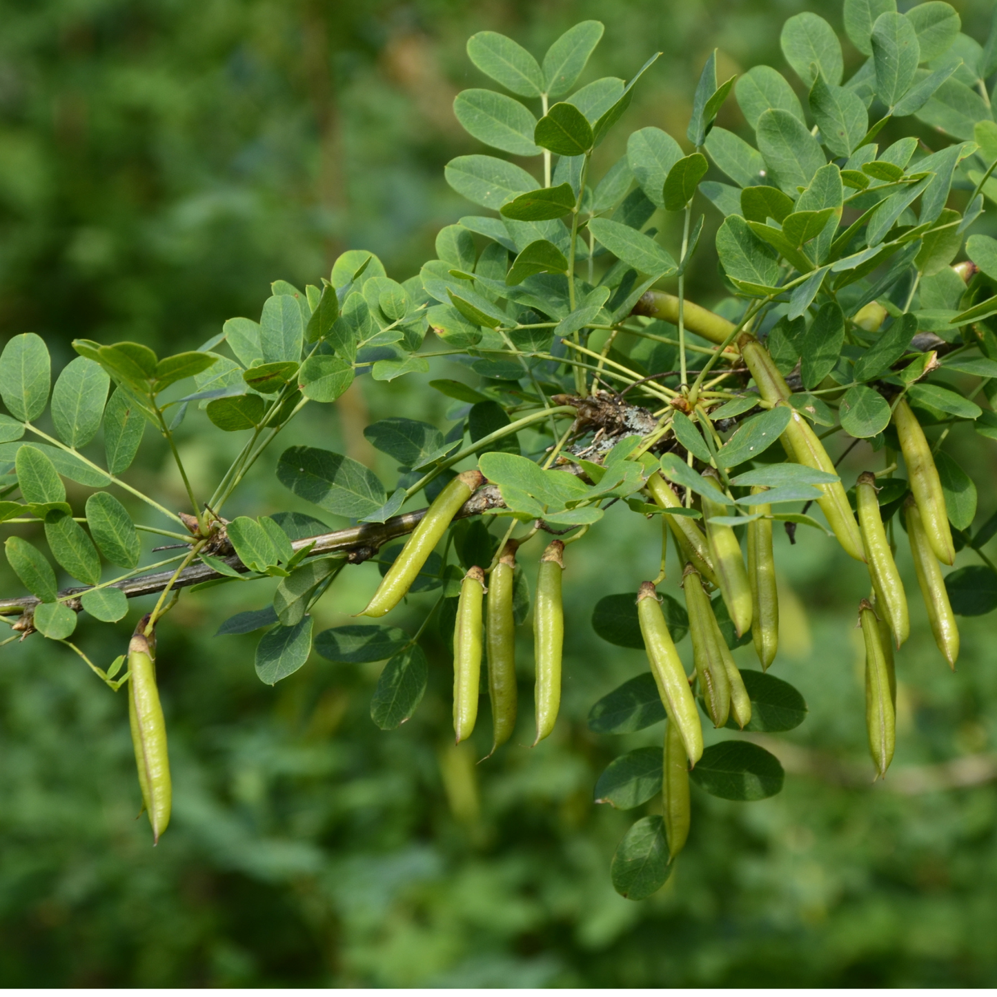 Siberian Pea Tree Tree Seeds | Siberian Peashrub | (Caragana arborescens)