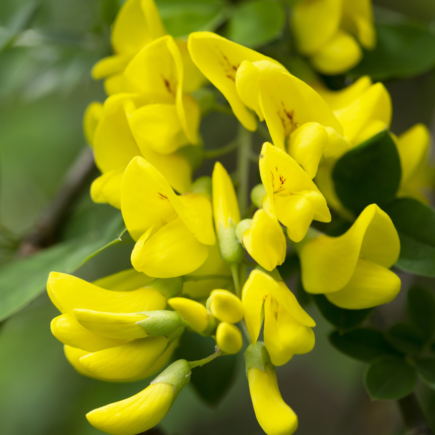 Siberian Pea Tree Tree Seeds | Siberian Peashrub | (Caragana arborescens)