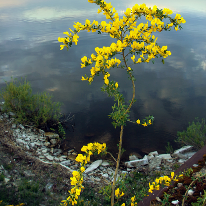 Siberian Pea Tree Tree Seeds | Siberian Peashrub | (Caragana arborescens)