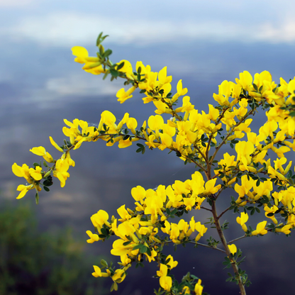 Siberian Pea Tree Tree Seeds | Siberian Peashrub | (Caragana arborescens)