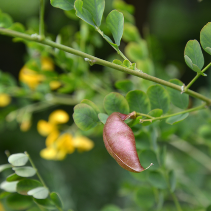 Siberian Pea Tree Tree Seeds | Siberian Peashrub | (Caragana arborescens)