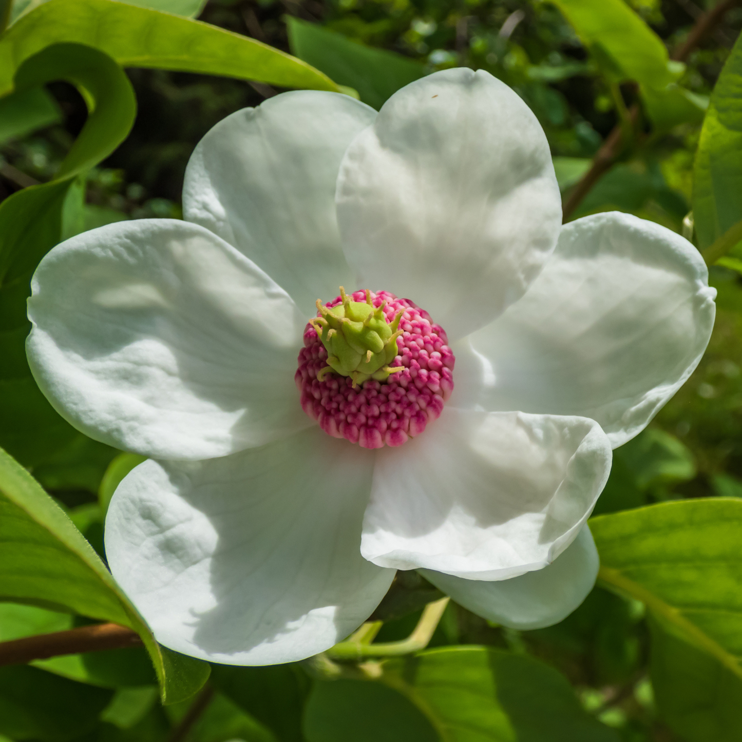 Siebold Magnolia Tree Seeds | Oyama Magnolia| | (Magnolia sieboldii)