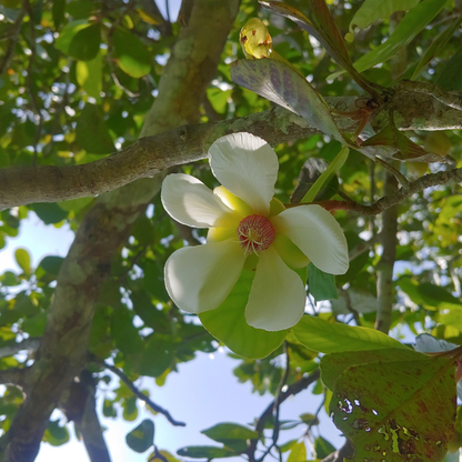 Siebold Magnolia Tree Seeds | Oyama Magnolia| | (Magnolia sieboldii)
