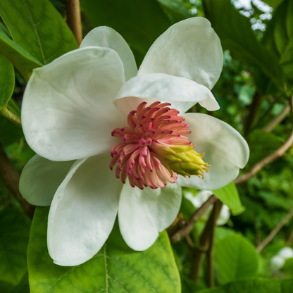 Siebold Magnolia Tree Seeds | Oyama Magnolia| | (Magnolia sieboldii)