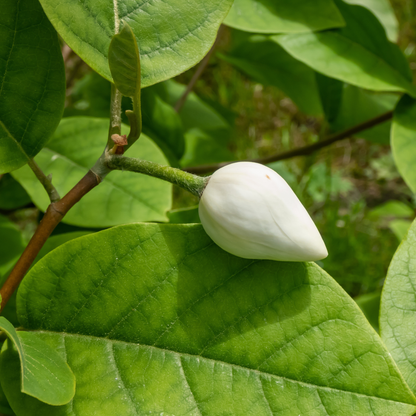 Siebold Magnolia Tree Seeds | Oyama Magnolia| | (Magnolia sieboldii)