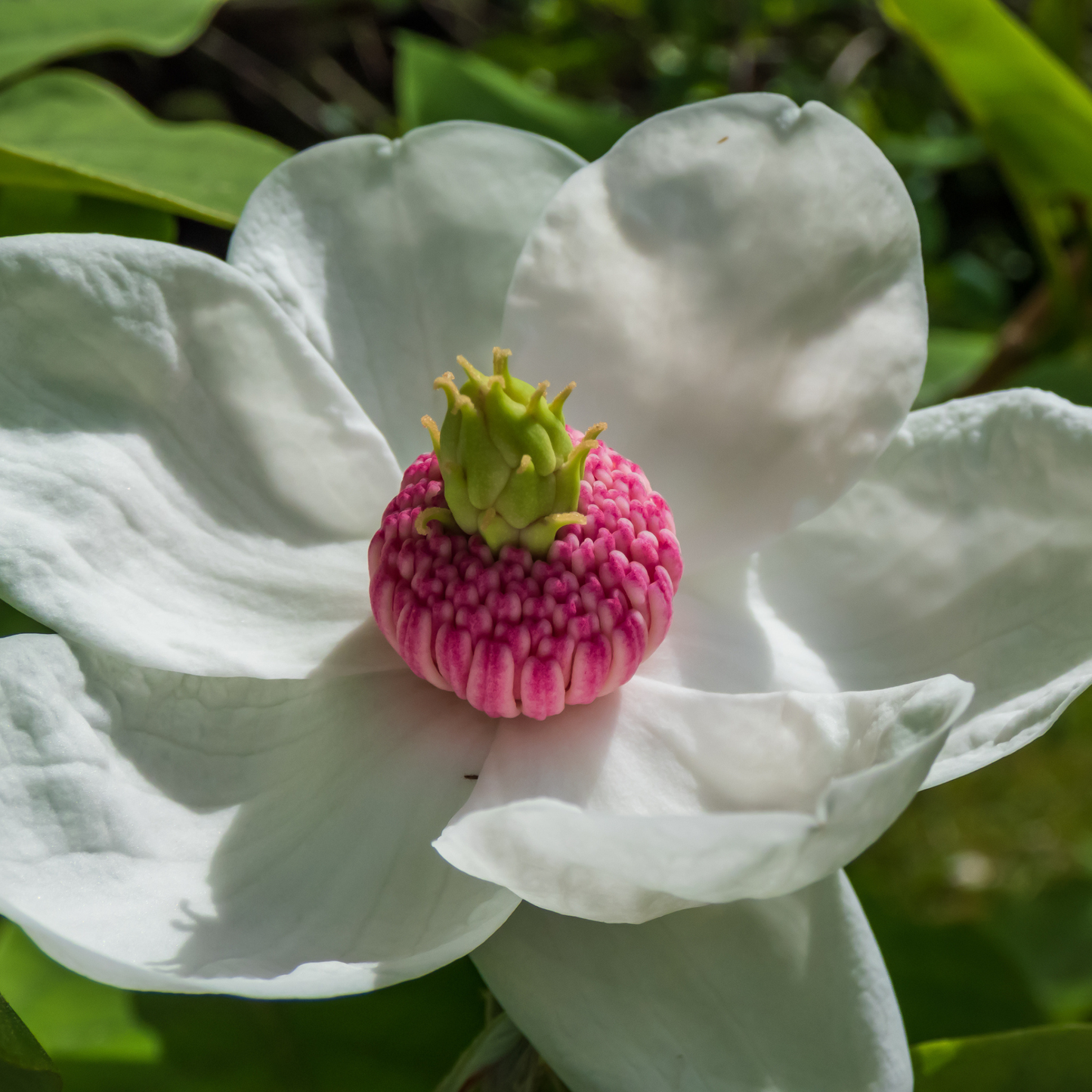 Siebold Magnolia Tree Seeds | Oyama Magnolia| | (Magnolia sieboldii)