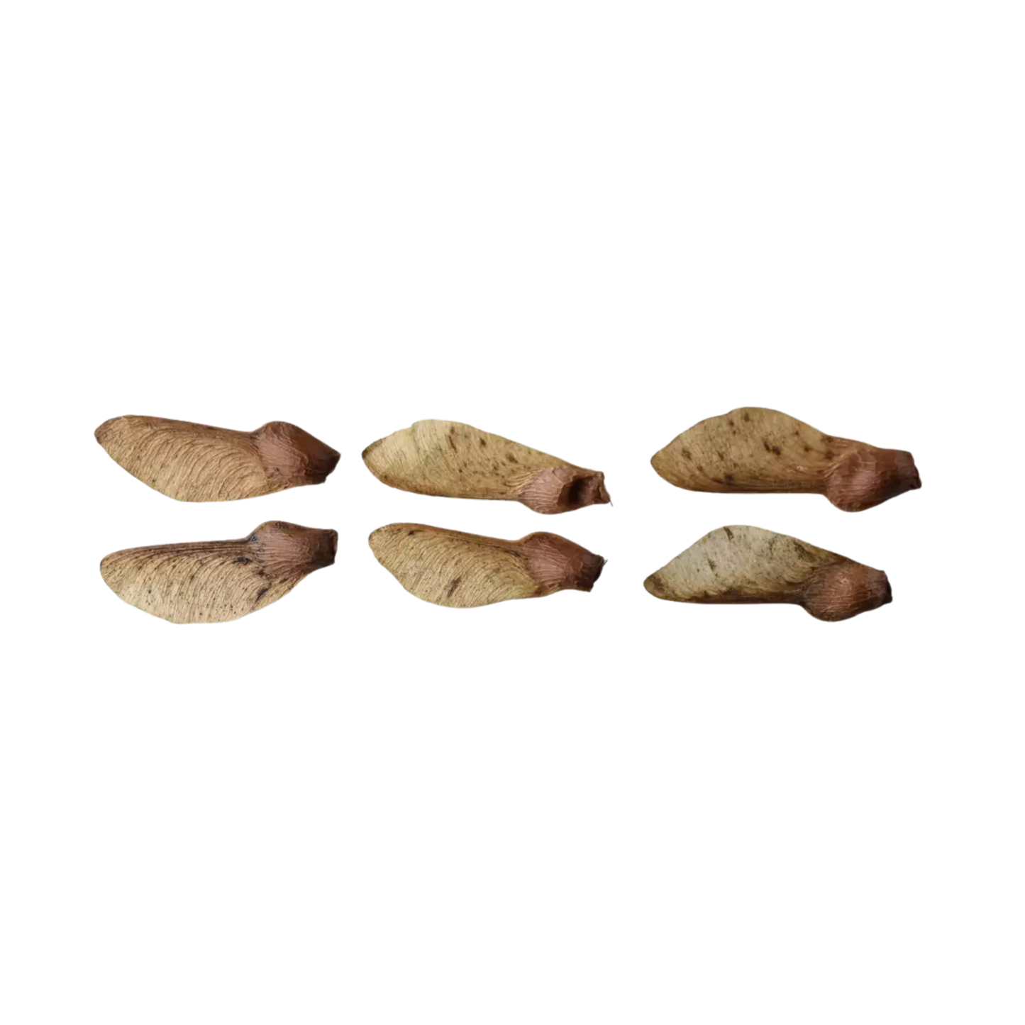 Red Snakebark Maple Tree Seeds | Snakebark Maple | (Acer capillipes)