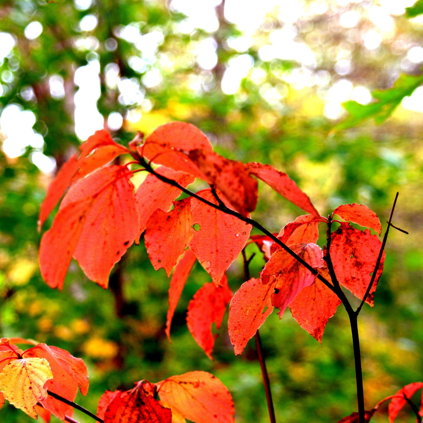 Red Snakebark Maple Tree Seeds | Snakebark Maple | (Acer capillipes)