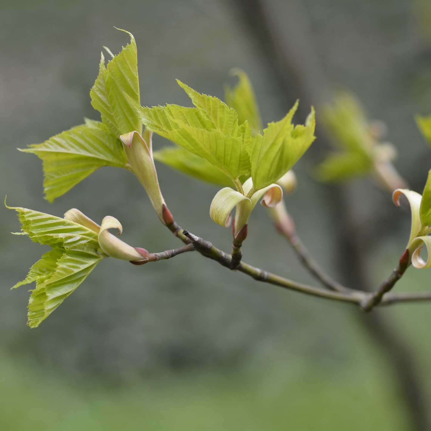 Red Snakebark Maple Tree Seeds | Snakebark Maple | (Acer capillipes)