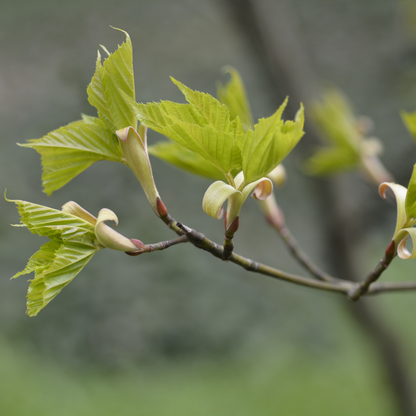 Red Snakebark Maple Tree Seeds | Snakebark Maple | (Acer capillipes)