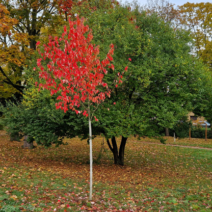 Red Snakebark Maple Tree Seeds | Snakebark Maple | (Acer capillipes)