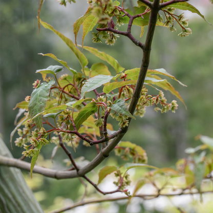 Red Snakebark Maple Tree Seeds | Snakebark Maple | (Acer capillipes)